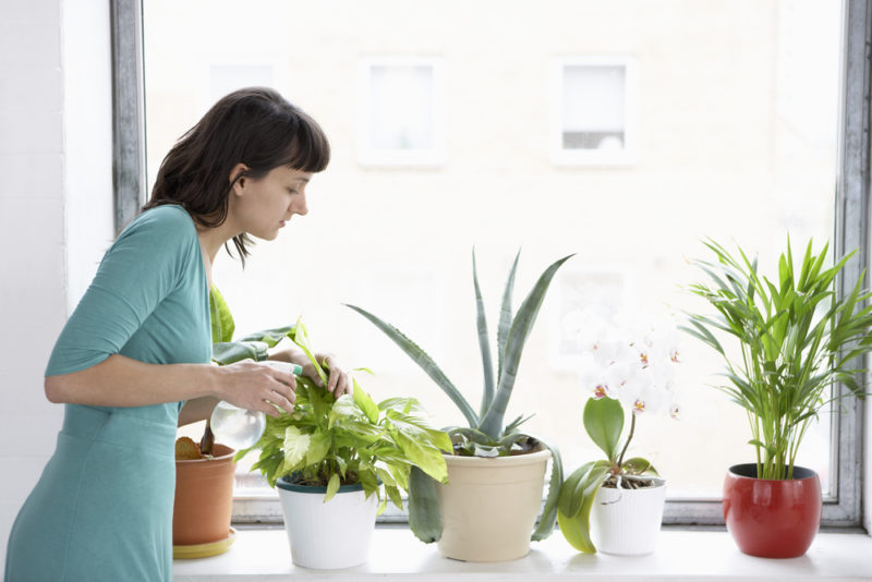 Can Indoor Plants Cause Allergy Problems?